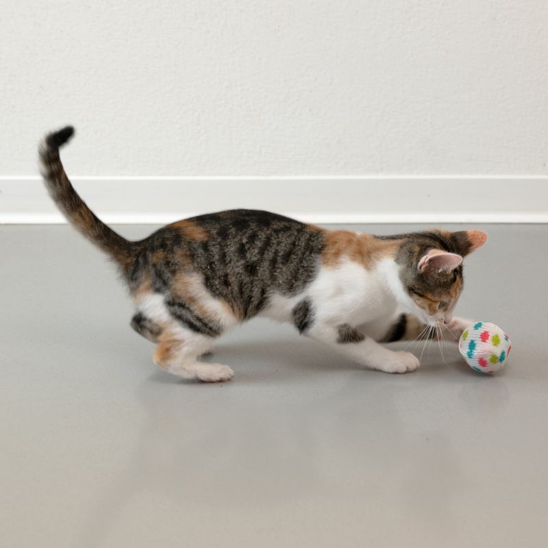 Cat playing with a colourful ball toy on grey floor.