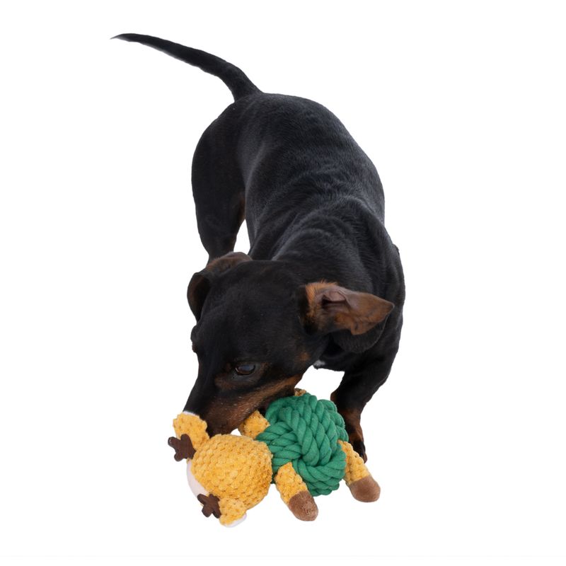 Black dog playing with yellow-green fabric animal-shaped toy.
