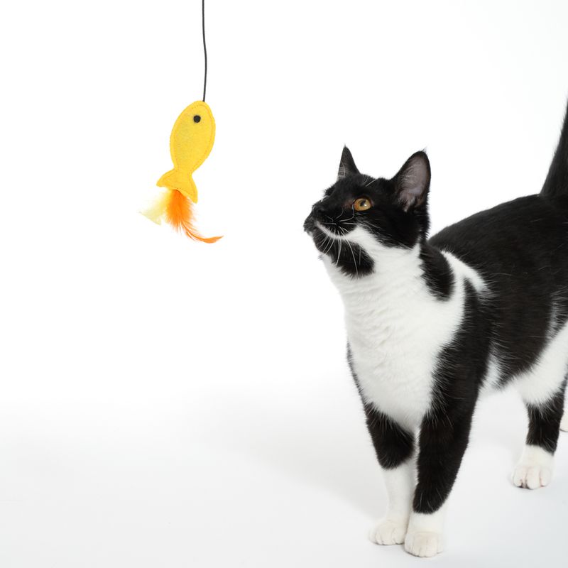 Black and white cat looking at a yellow fish-shaped toy with orange feathers on a string.