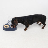 Dog eating from a feeding station with integrated water dispenser and bowl. Station in dark blue with paw motif on yellow insert.