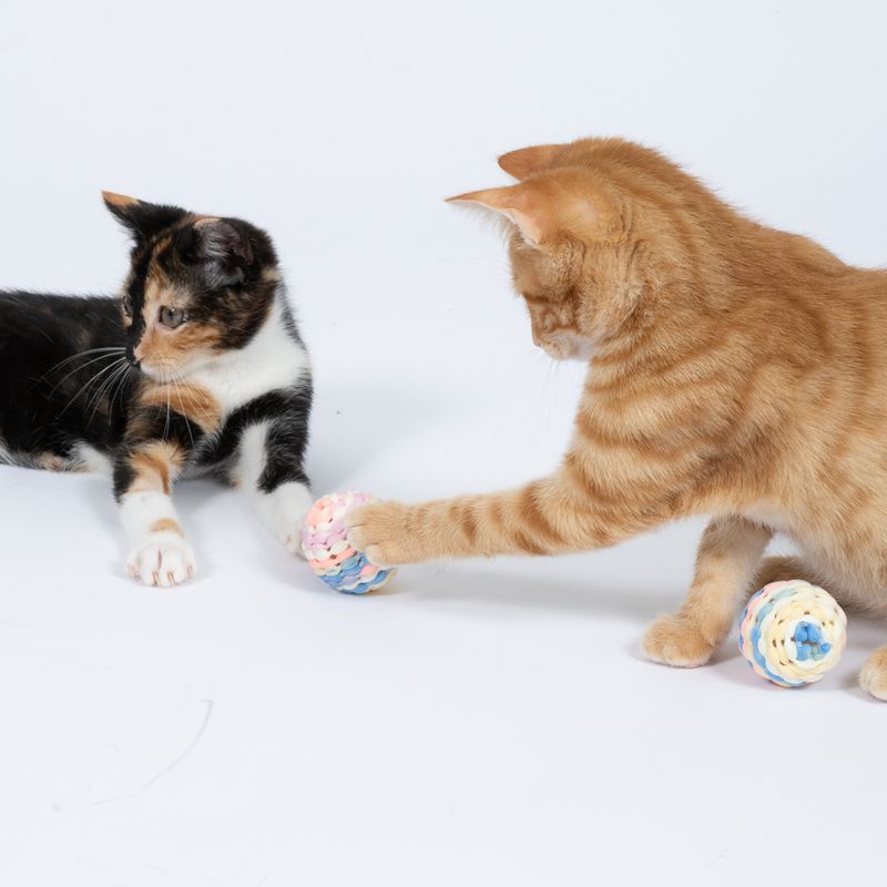 Two cats playing with colourful, woven fabric balls. Product shows interactive pet toy.