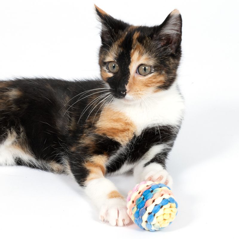 Multicoloured cat playing with a colourful fabric ball. Product shows toy for cats.