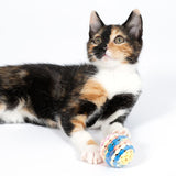 Multicoloured fabric play ball, suitable for cats. Shown with a cat touching the ball.