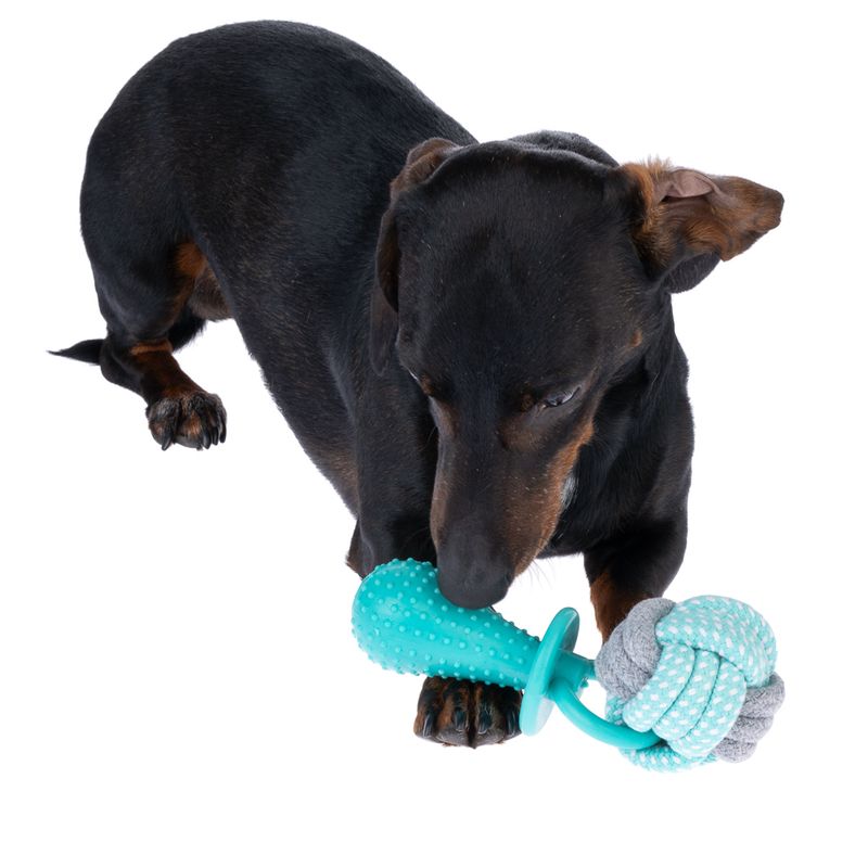Dog playing with a turquoise chew toy made of rubber and fabric knots.