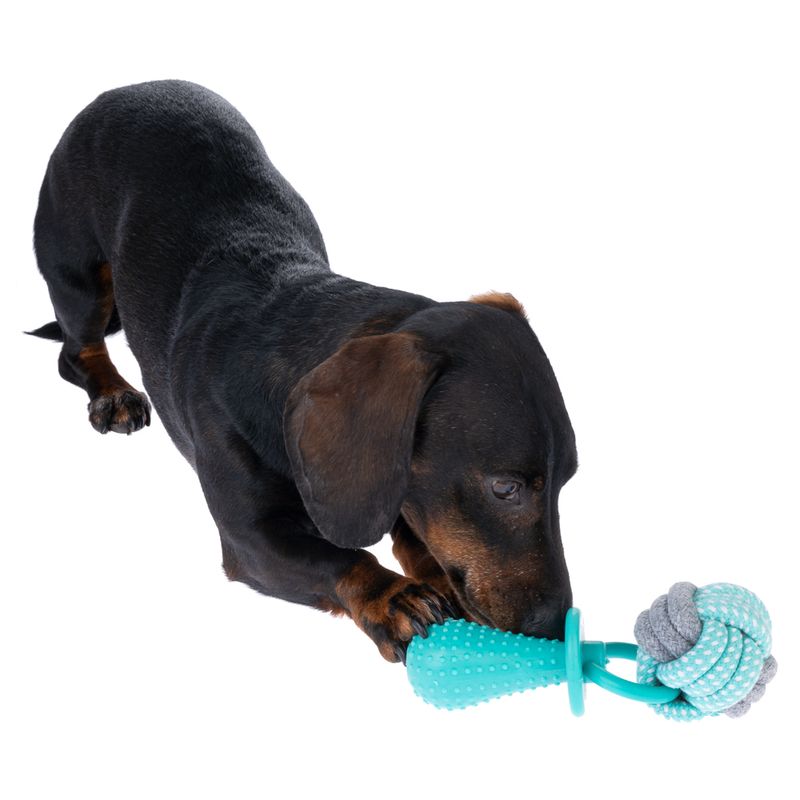 Dog playing with a turquoise chew toy made of rubber and rope. Toy has a textured surface and a knot made of grey rope.