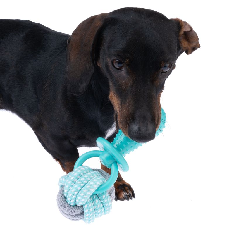 Dog playing with a turquoise chew toy made of rope and plastic ring.
