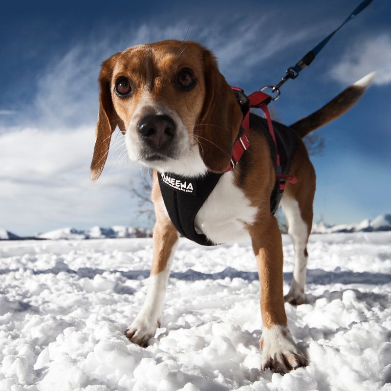 NEEWA Running Harness - Red || Neewa || view 5