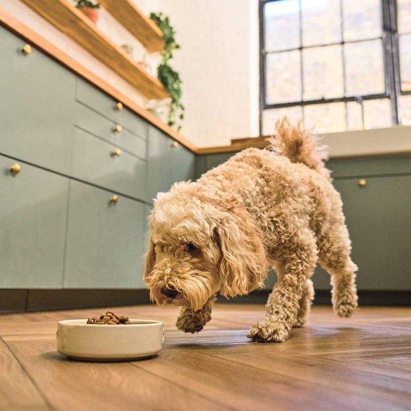 Lily's Kitchen Adult Dry Dog Food - Breakfast Crunch || Lily's Kitchen || view 3