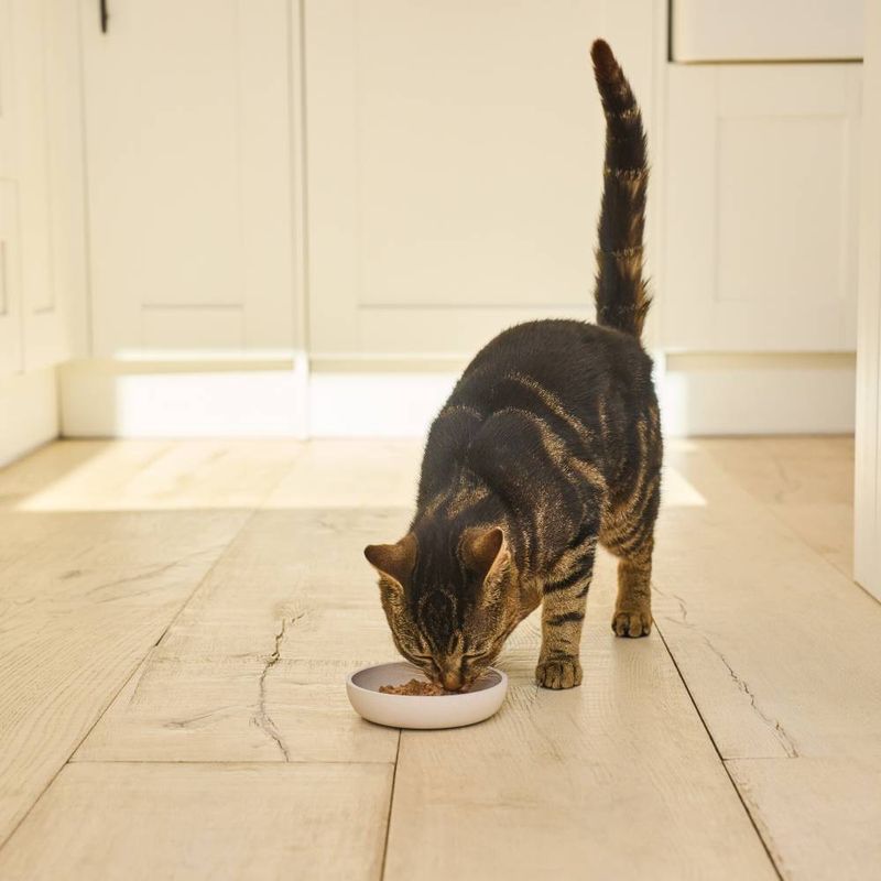 Lily's Kitchen Organic Fish Dinner for Cats || undefined || view 5