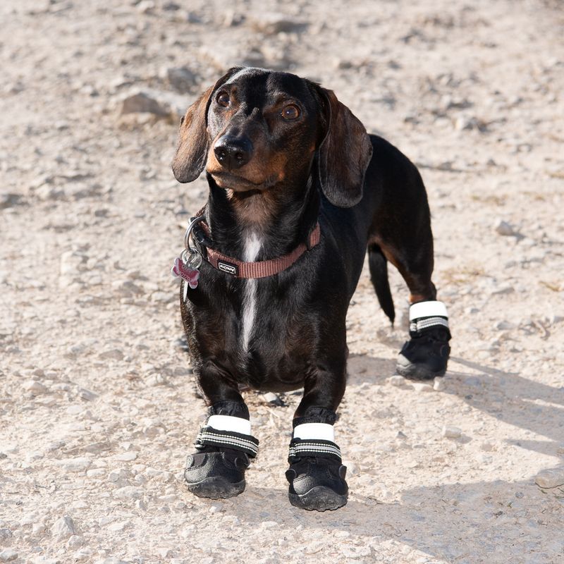 Sports & Protective Dog Boots || zooplus Exclusive || view 9