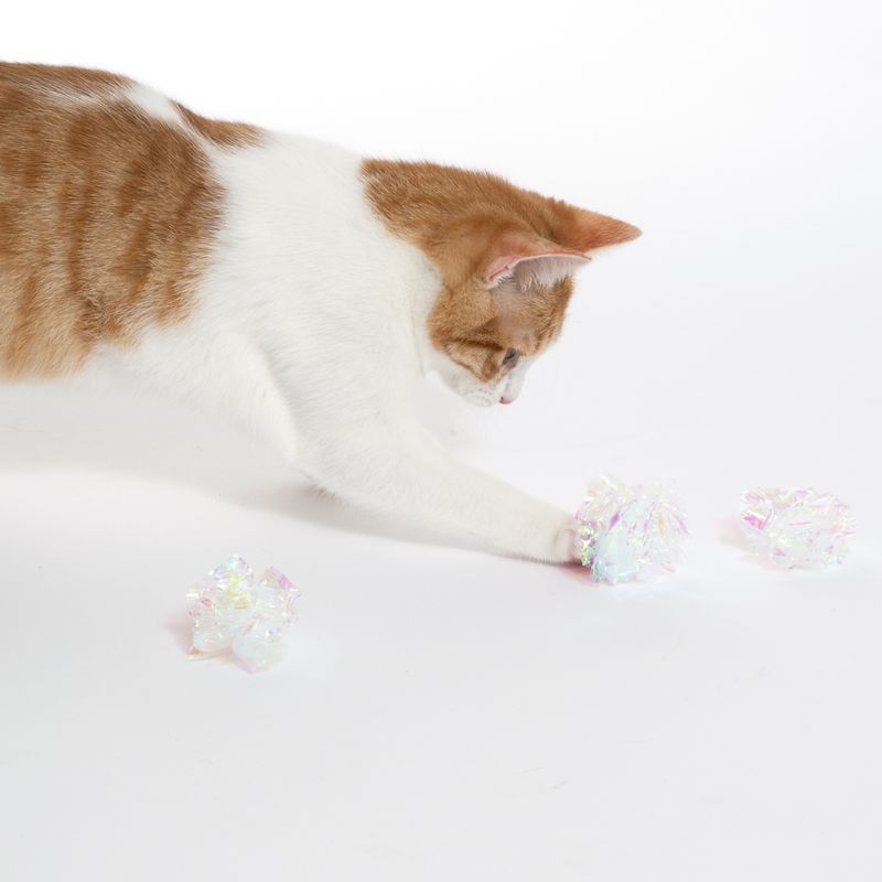 Cat playing with three shiny, transparent toy balls on white background.