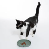 Black and white cat next to a green food bowl with dry food. Demonstration of bowl use.