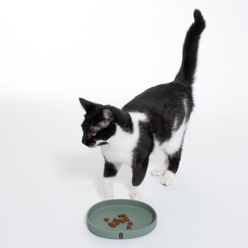 Black and white cat next to a green food bowl with dry food. Demonstration of bowl use.