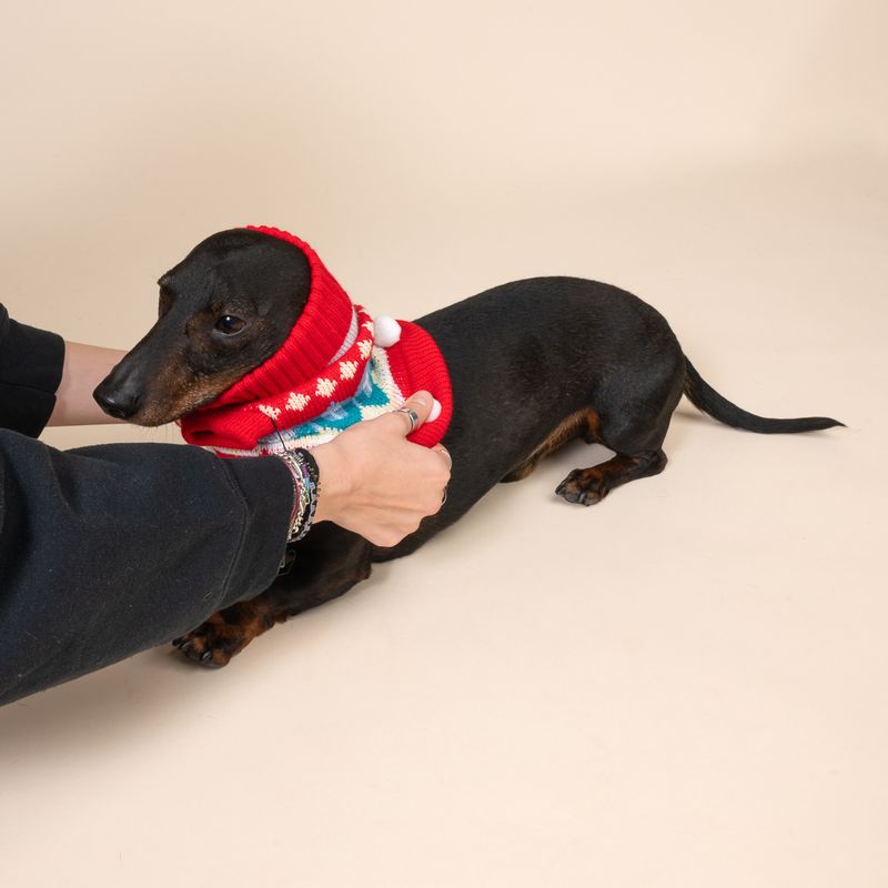 Dog wearing a red knitted jumper with snowflake pattern, held by hands. Demonstrates the fit and design of the dog jumper.