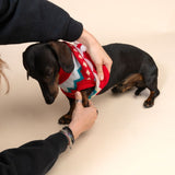 Person puts a red and white zigzag patterned jumper on a small dog. Demonstration of using a dog jumper.