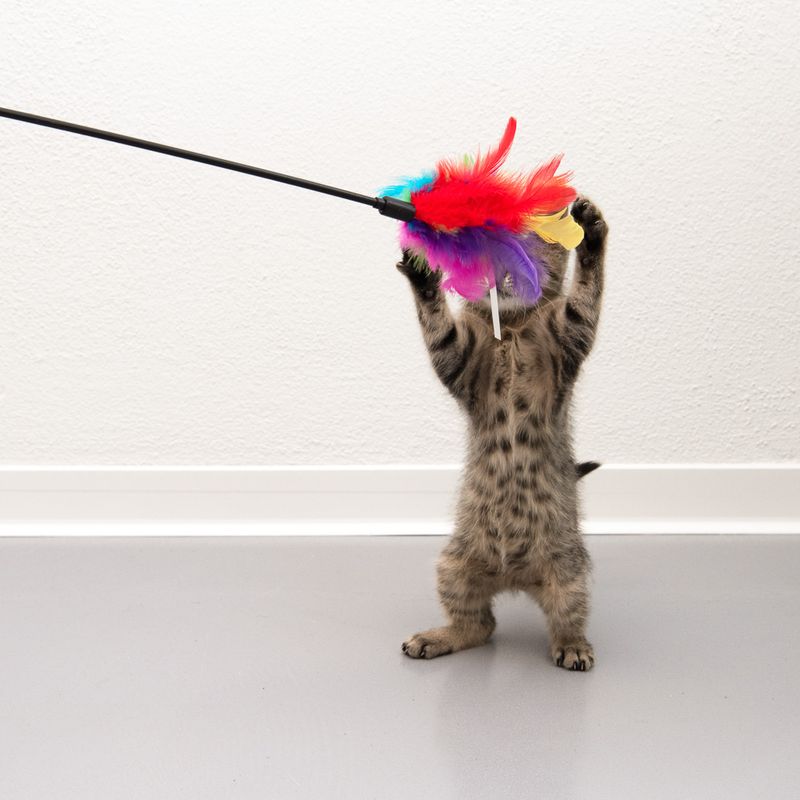 Feather Waggler Cat Toy || undefined || view 3