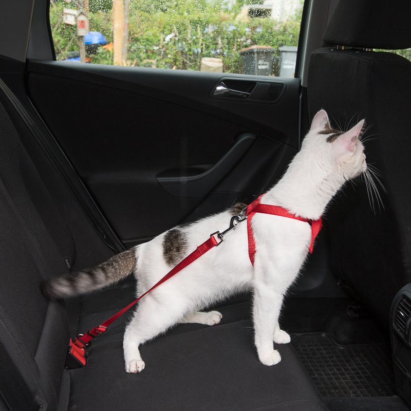 White cat with red safety harness and leash on the back seat of a car, attached to the seat belt for safe transport.