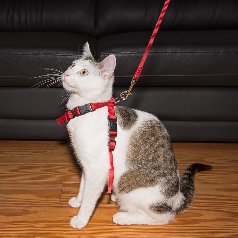 White cat with grey spots wearing a red harness with lead, suitable for walks or indoor control.