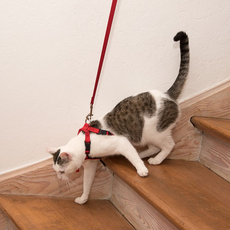 Cat with red harness and lead walking down a wooden staircase. Demonstrates use of cat harness for safe movement.