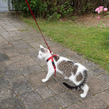 White cat with grey spots wearing a red harness and on a red lead walking on a paved path.