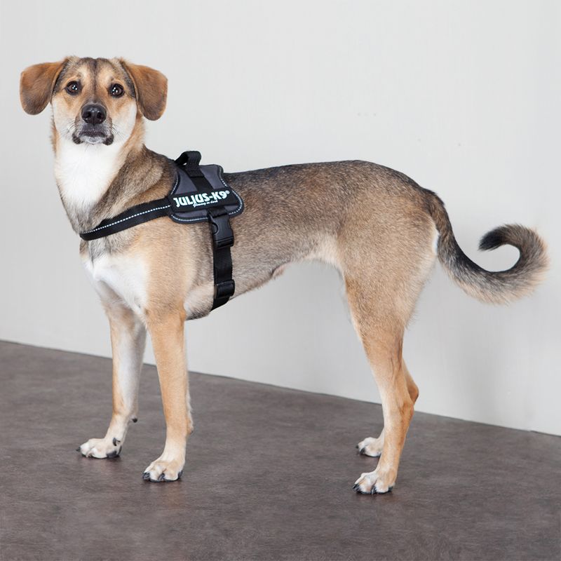 JULIUS-K9® Power Harness - Anthracite || Julius-K9 || view 4