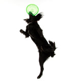 Black dog jumps and catches green frisbee in the air.