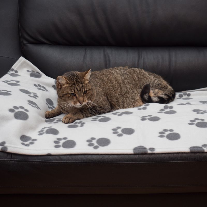 Pawty Fleece Blanket || zooplus Exclusive || view 20