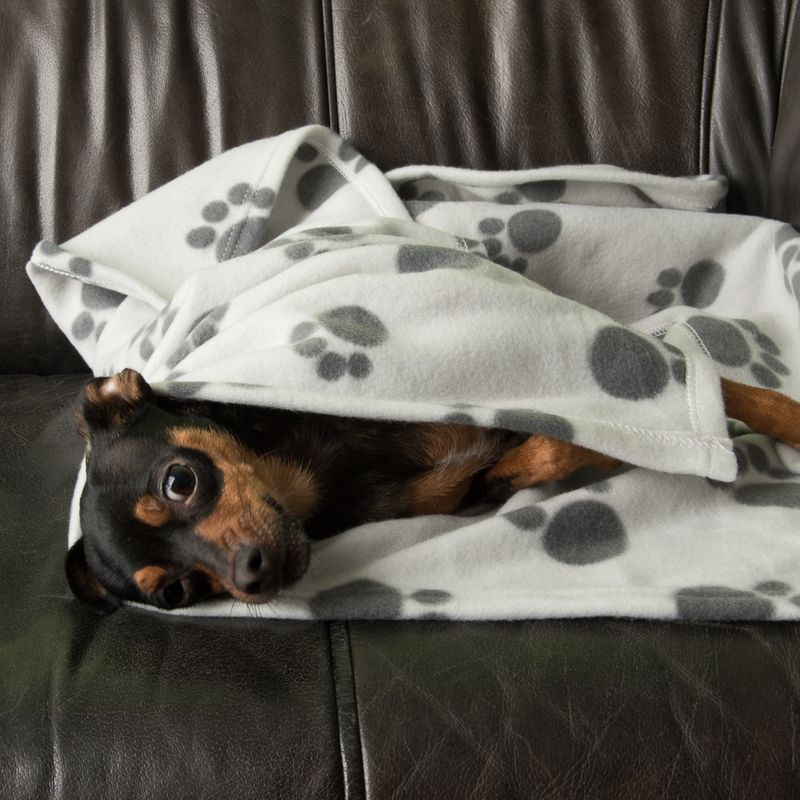 Pawty Fleece Blanket || zooplus Exclusive || view 11