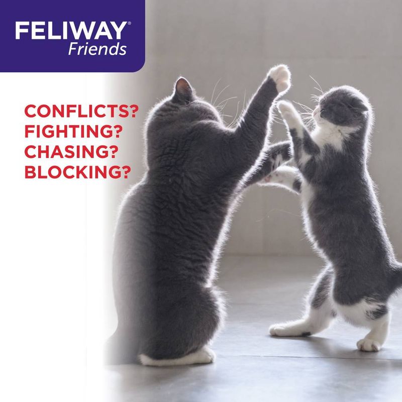 Feliway Friends. Conflicts? Fighting? Chasing? Blocking? Two cats facing each other with raised paws, suggesting behavioural issues addressed by the product.