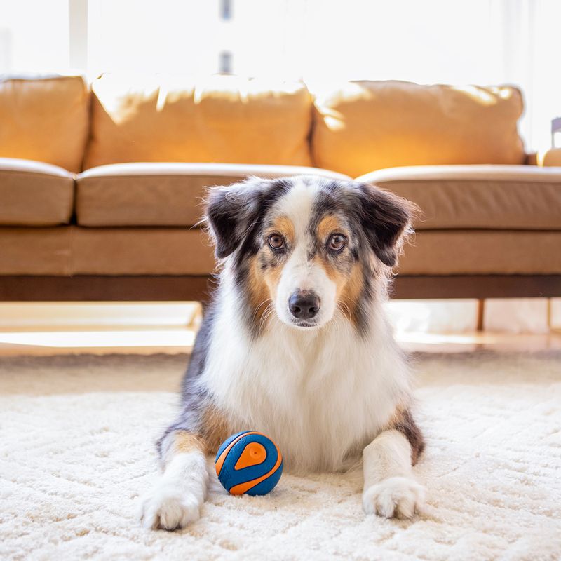 Dog toy: blue and orange ball on a light-coloured carpet in front of a sofa.