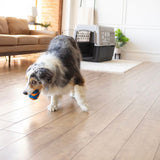 Dog playing with an orange and blue ball in a living room. In the background, a dog crate on a carpet and a sofa.