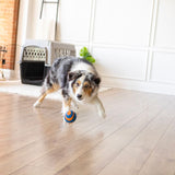 Dog playing with an orange and blue ball on a wooden floor. A dog crate and decorations are visible in the background.
