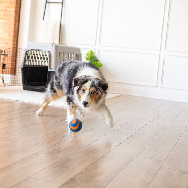 Dog playing with an orange and blue ball on a wooden floor. A dog crate and decorations are visible in the background.