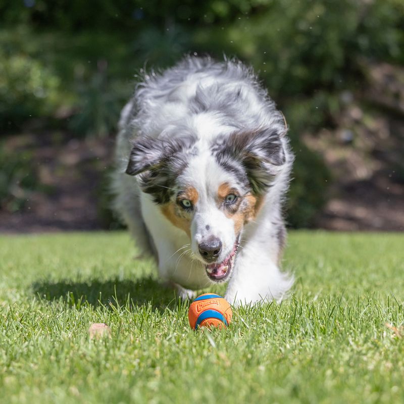 Chuckit! ball in orange and blue on a green lawn.