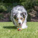 Chuckit! ball in orange and blue on a green lawn.