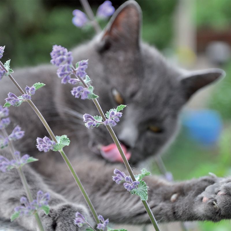 Grey cat interacting with purple flowering plant, showing product in use by pet.