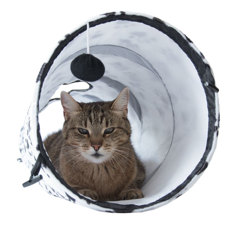 Brown tabby cat lying in a white play tunnel with black pattern and hanging black ball.