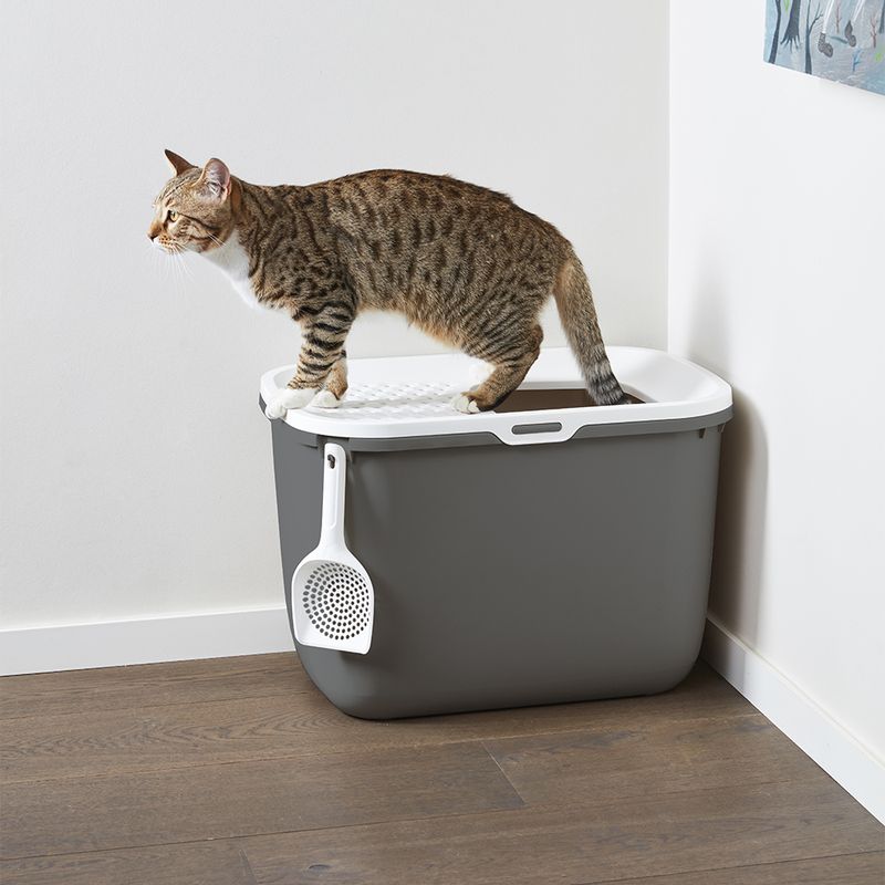 Cat standing on top-entry litter box with scoop attached, demonstrating how the product is used.