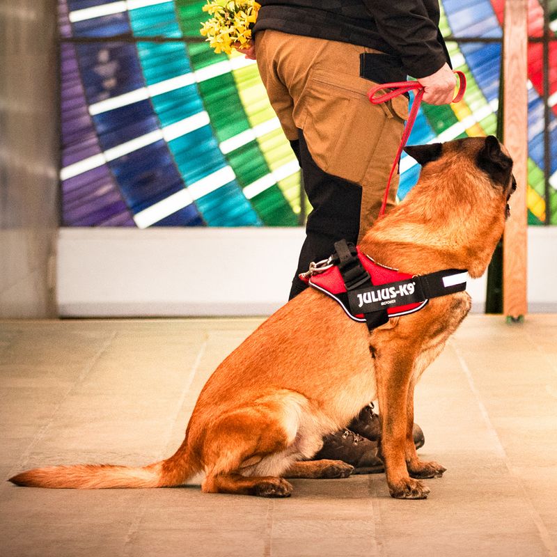 JULIUS-K9 IDC® Power Harness - Red || Julius-K9 || view 9