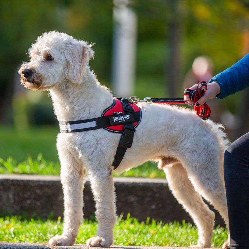 JULIUS-K9 IDC® Power Harness - Red || Julius-K9 || view 8