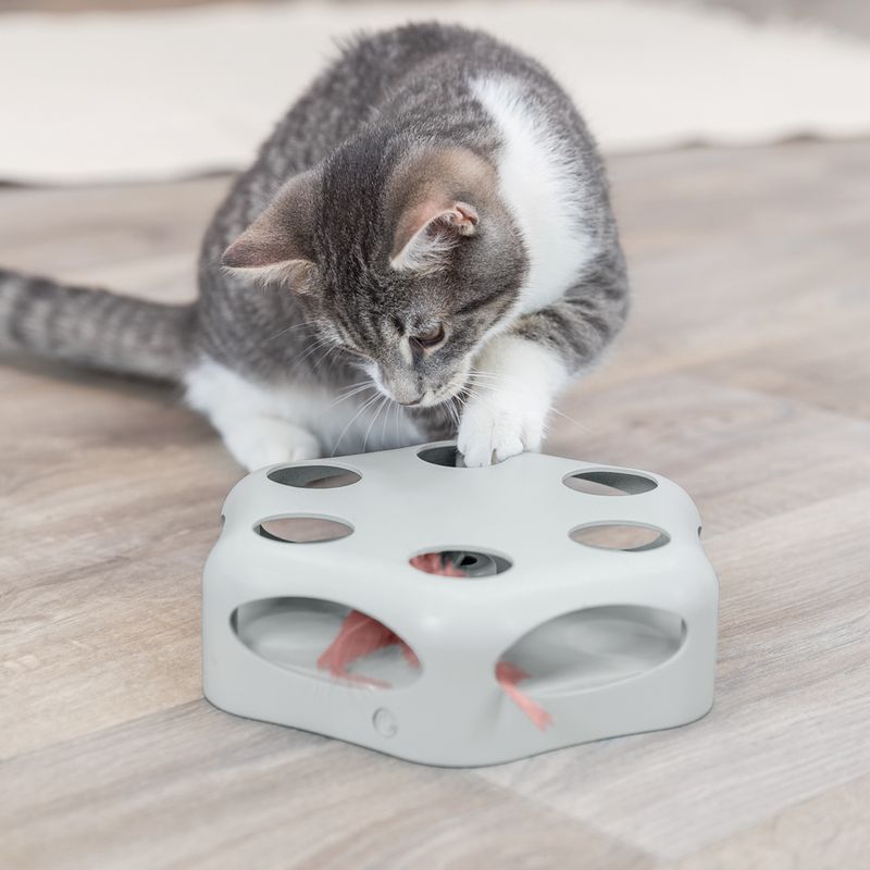 Grey cat playing with interactive toy featuring holes and protruding feathers.