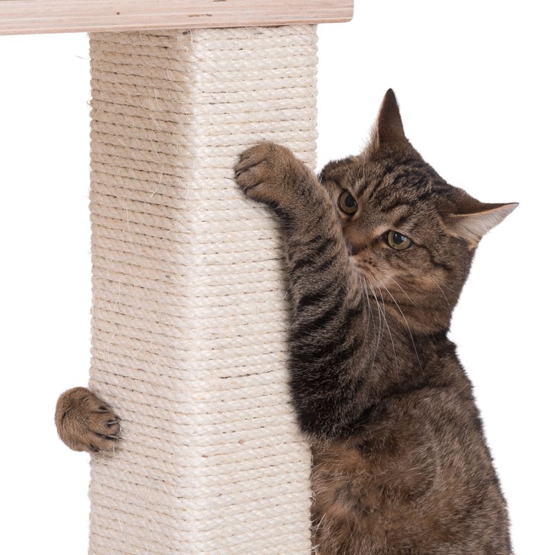 Brown tabby cat scratching a sisal scratching post. Scratching post made of light wood wrapped with sisal rope.