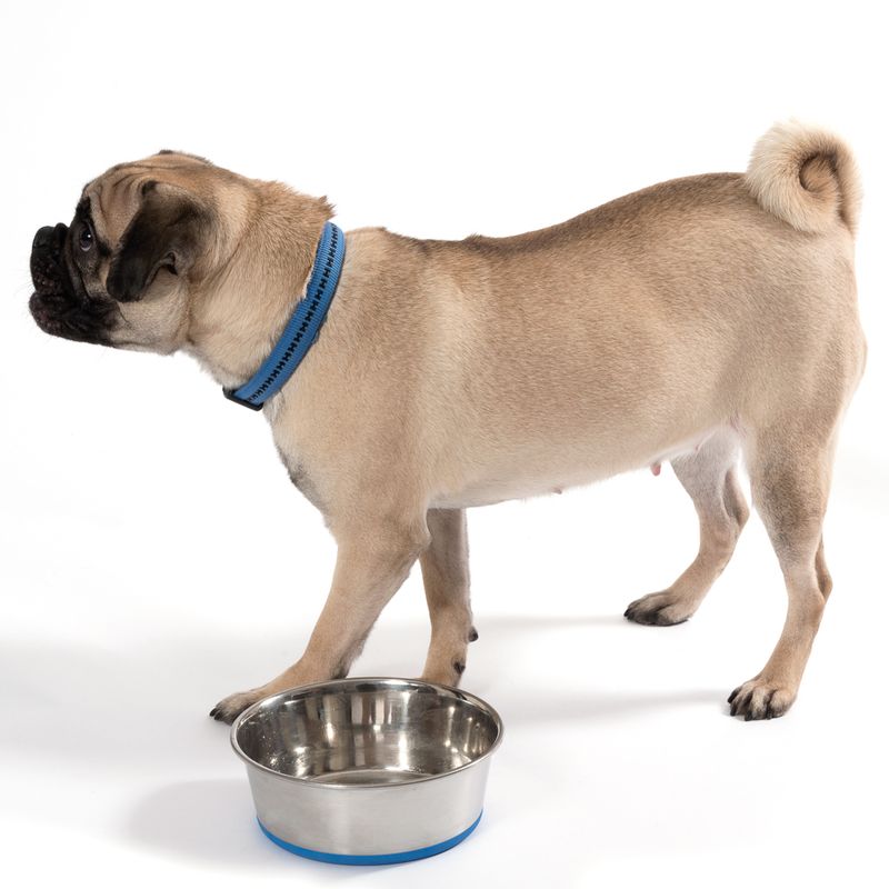 Premium Stainless Steel Bowl || zooplus Exclusive || view 4