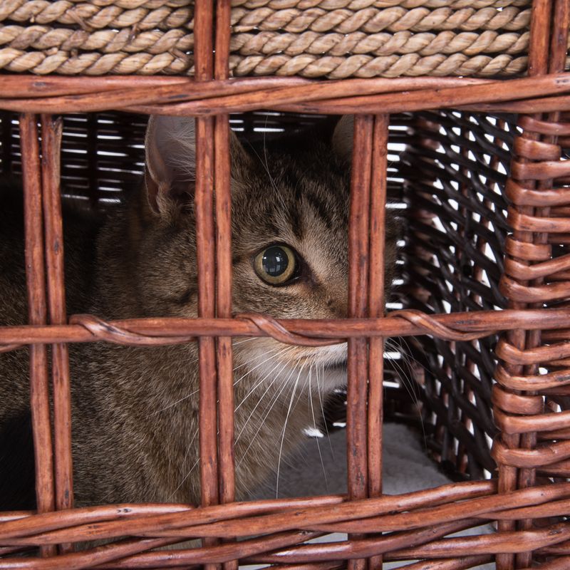 Brown basket made of woven wood with a cat looking through the bars.