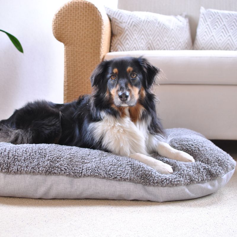 Grey, fluffy pet bed on carpeted floor in front of a sofa. Suitable for comfort and relaxation.