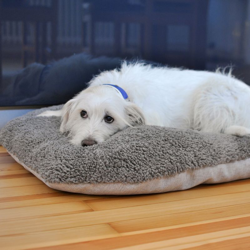 White dog with blue collar lying on a grey, fluffy dog bed on wooden floor.