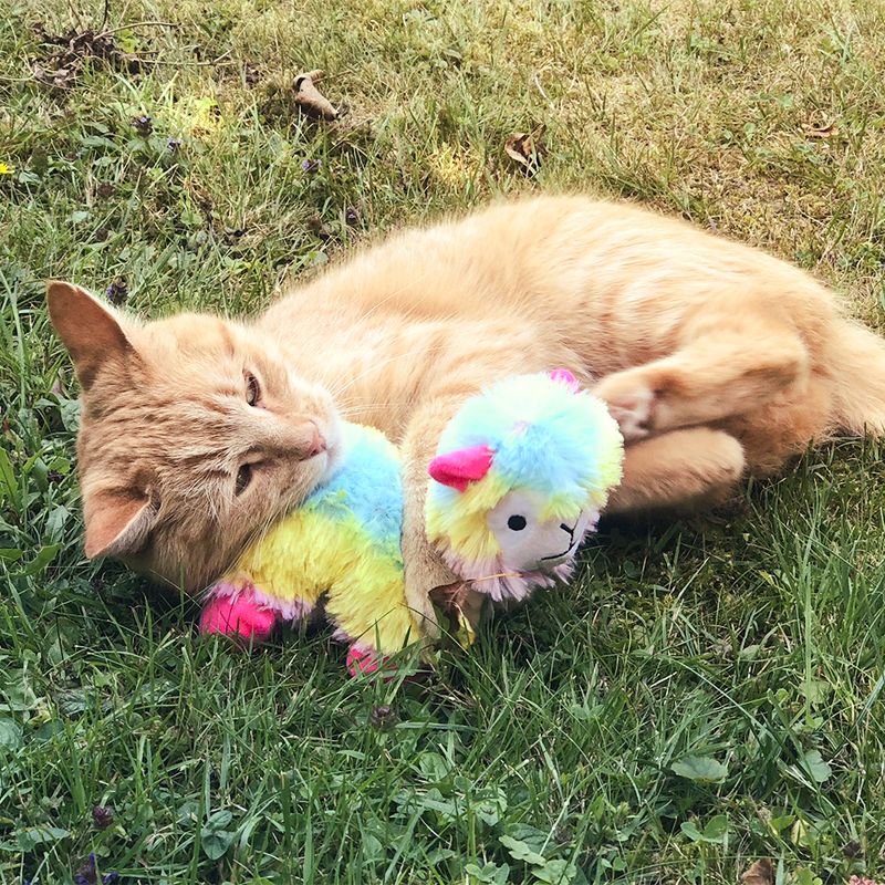 Red cat playing with a colourful plush toy shaped like a llama on grass.