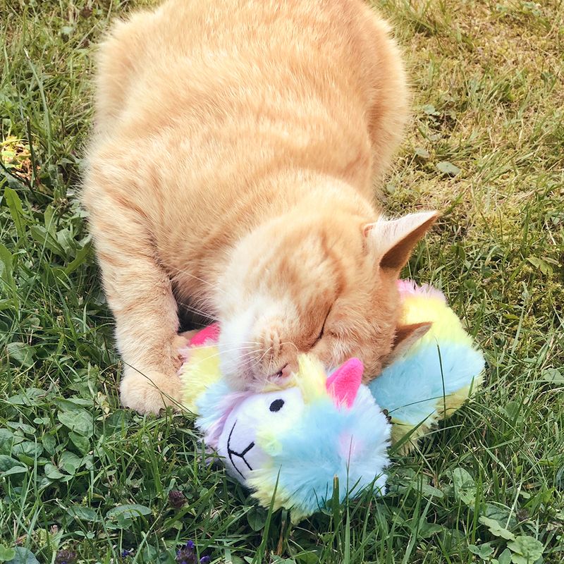 Red cat playing with a colourful plush toy shaped like a llama on grass.