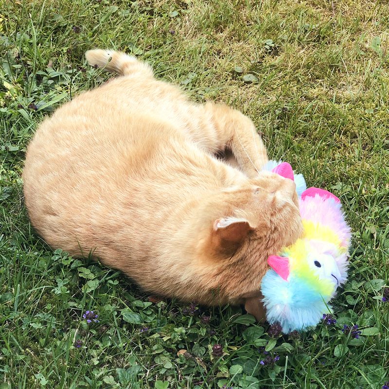 Red cat playing on a meadow with a colourful plush toy in rainbow colours.
