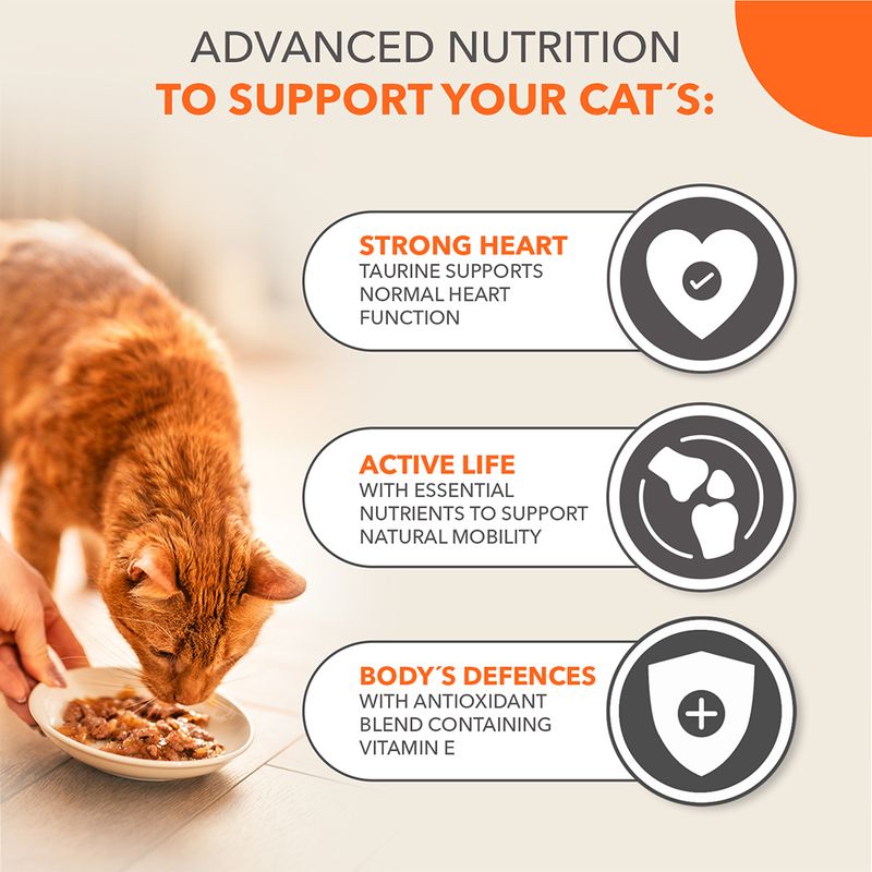 IAMS Advanced Nutrition Senior 7+ Land Collection in Jelly || IAMS || view 3